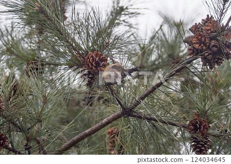 Isuka 雌性冬季針葉樹 124034645
