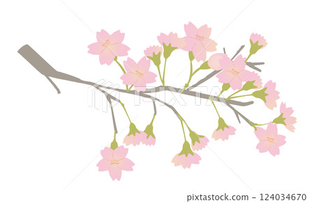 An illustration of a branch of cherry blossoms in full bloom with beautiful gradation colors An illustration of a branch of cherry blossoms in full bloom with beautiful gradation colors 124034670