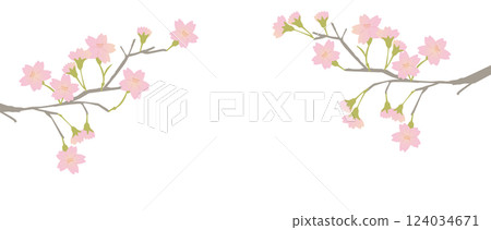 盛開的櫻花枝插圖，具有美麗的漸層色彩 124034671