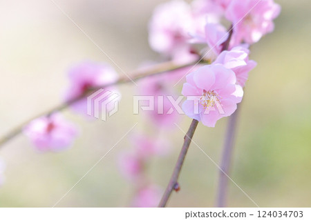 梅花告訴春天的到來 124034703