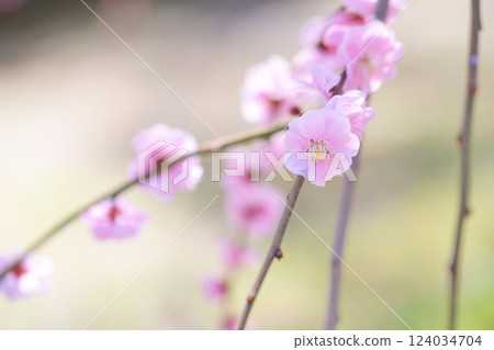 梅花告訴春天的到來 124034704