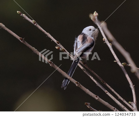 Long-tailed tit spring nesting material 124034733