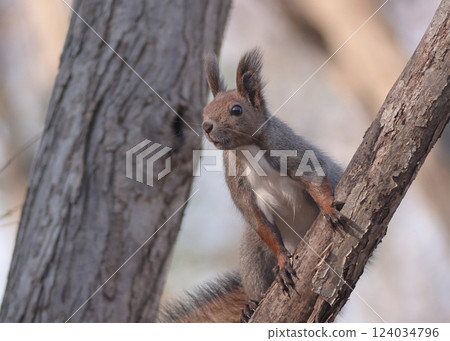 Ezolith墜落 124034796