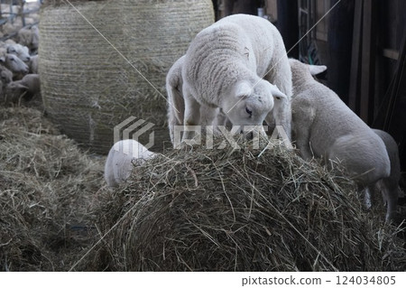 Sheep which eats grass 124034805