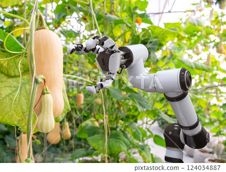 Robotic arm harvesting butternut pumpkins in indoor farm or glasshouse Robotic arm harvesting butternut pumpkins in indoor farm or glasshouse 124034887