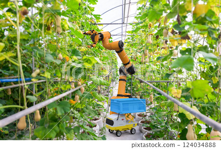 Robotic arm harvesting butternut pumpkins in indoor farm or glasshouse 124034888