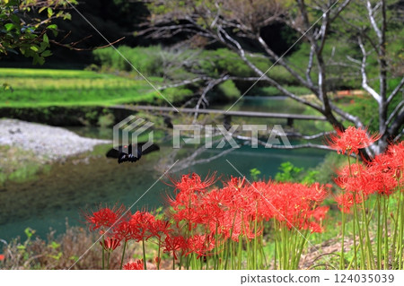 高日海底橋的紅花盛開 高日海底橋的紅花盛開 124035039