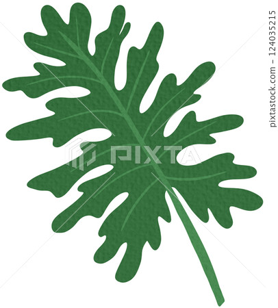 Philodendron Selloum or Split Leaf Philodendron. Exotic tropical leaves, Tropical Palm Leaf. 124035215