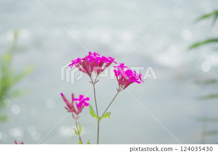 Dianthus flowers blooming on the riverbank Dianthus flowers blooming on the riverbank 124035430