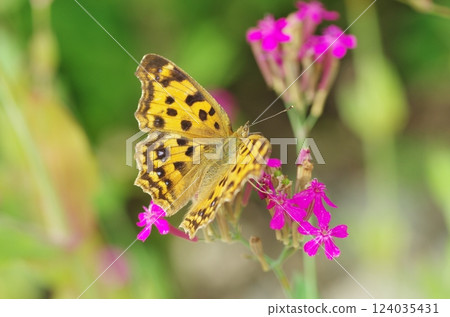 Kitateta smoking flower honey Kitateta smoking flower honey 124035431
