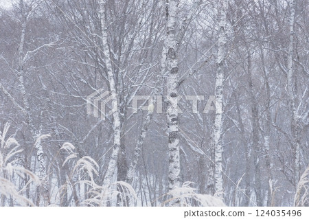 White birch and snow White birch and snow 124035496