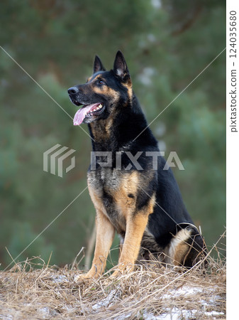 German shepherd dog outdoors in winter day. Selective focus on the dog German shepherd dog outdoors in winter day. Selective focus on the dog 124035680