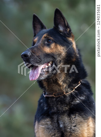 German shepherd dog portrait outdoors in the nature. Shallow depth of field 124035681