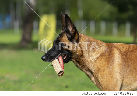 Belgian Shepherd Malinois dog with a piece of bone stick and red toy in his mouth 124035683
