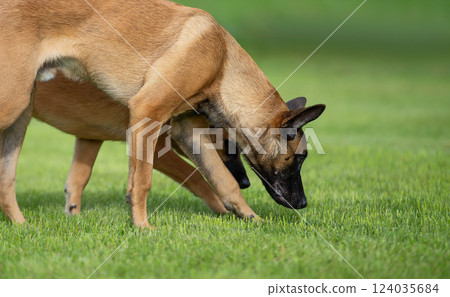 Two young belgian shepherd Malinois playing on green grass in the garden. Selective focus.; Two young belgian shepherd Malinois playing on green grass in the garden. Selective focus.; 124035684
