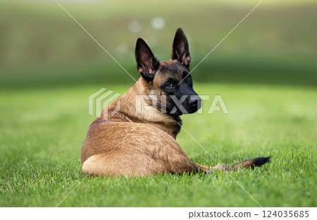 Portrait of a purebred belgian shepherd malinois dog outdoors in summer. Portrait of a purebred belgian shepherd malinois dog outdoors in summer. 124035685