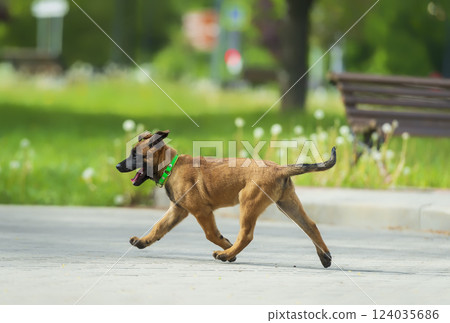 Belgian shepherd malinios puppy running on the street in the park. Selective focus. Belgian shepherd malinios puppy running on the street in the park. Selective focus. 124035686