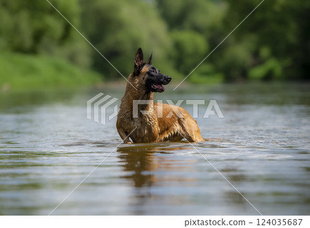 Belgian shepherd malinois is swimming in the water of a lake Belgian shepherd malinois is swimming in the water of a lake 124035687