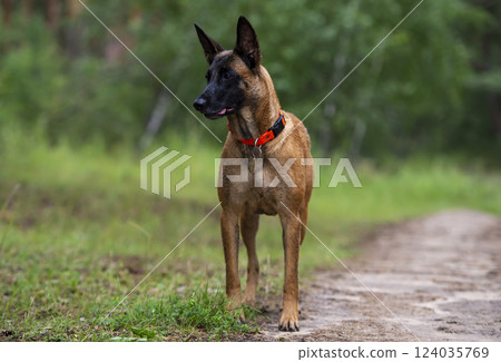 Malinois Belgian Shepherd Dog standing on a path in the forest. 124035769