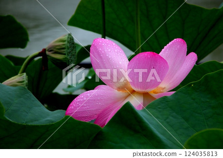 Scenery of lotus flowers in early summer 124035813