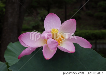 Scenery of lotus flowers in early summer 124035814
