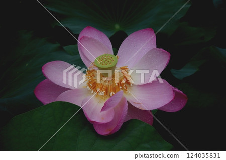 Scenery of lotus flowers in early summer 124035831