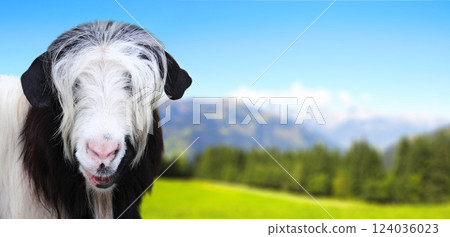 Black and white goat looking straight towards camera on mountain landscape background. Cute goat in a mountain meadow. View of idyllic mountain scenery with green grass and goat on sunny day Black and white goat looking straight towards camera on mountain landscape background. Cute goat in a mountain meadow. View of idyllic mountain scenery with green grass and goat on sunny day 124036023