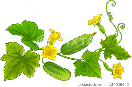 Cucumber Plant  Colored Detailed Illustration 124036043