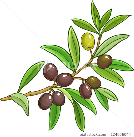 Olive Branch with Berries and Leaves Colored Detailed Illustration. Organic natural nutritional healthy food ingredient, vegetarian diet product. Olive Branch with Berries and Leaves Colored Detailed Illustration. Organic natural nutritional healthy food ingredient, vegetarian diet product. 124036044