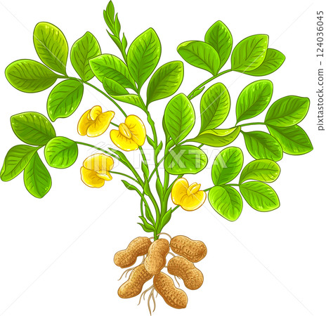 Peanut Plant with Flowers, Nuts and Leaves Colored Detailed Illustration. Organic natural nutritional healthy food ingredient, vegetarian diet product. 124036045