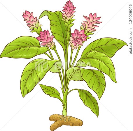 Turmeric Plant with Flowers, Root and Leaves Colored Detailed Illustration. Turmeric Plant with Flowers, Root and Leaves Colored Detailed Illustration. 124036046