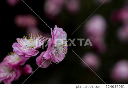 伊勢禦苑 臥龍梅花 124036061