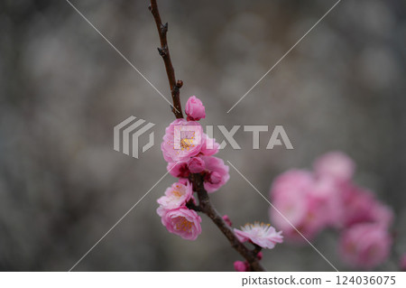 伊勢禦苑 臥龍梅花 伊勢禦苑 臥龍梅花 124036075