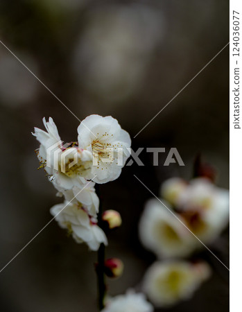 Ise Imperial Gardens Garyu Plum Blossoms Ise Imperial Gardens Garyu Plum Blossoms 124036077