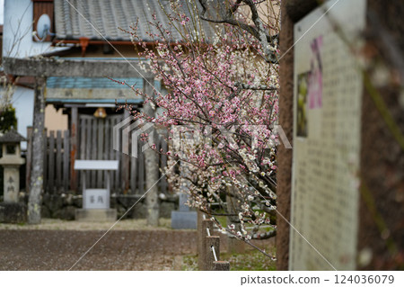 Ise Imperial Gardens Garyu Plum Blossoms Ise Imperial Gardens Garyu Plum Blossoms 124036079