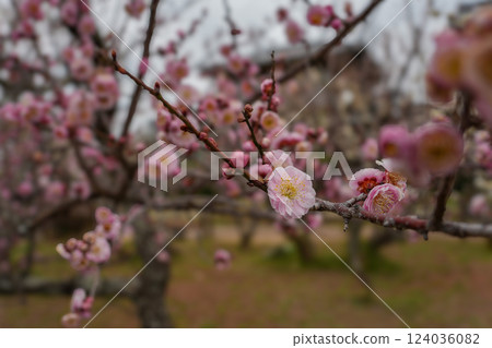伊勢禦苑 臥龍梅花 伊勢禦苑 臥龍梅花 124036082