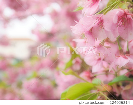 Kawazu cherry blossoms herald the arrival of spring along the Sakagawa River in Matsudo, Chiba 124036214