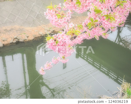 Kawazu cherry blossoms herald the arrival of spring along the Sakagawa River in Matsudo, Chiba Kawazu cherry blossoms herald the arrival of spring along the Sakagawa River in Matsudo, Chiba 124036219