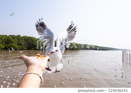 Feeding crackling to seagulls on hand 124036241