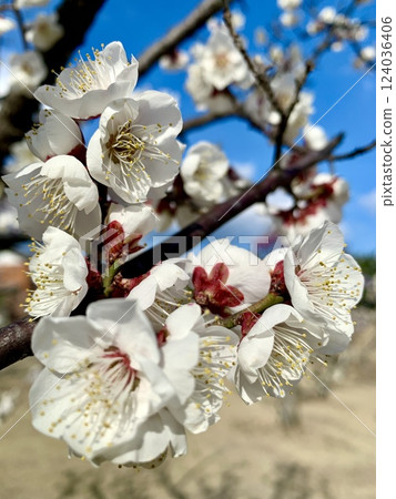 初春藍天映襯下,白梅盛開(南公園「葵梅林」/愛知縣岡崎市) 初春藍天映襯下,白梅盛開(南公園「葵梅林」/愛知縣岡崎市) 124036406