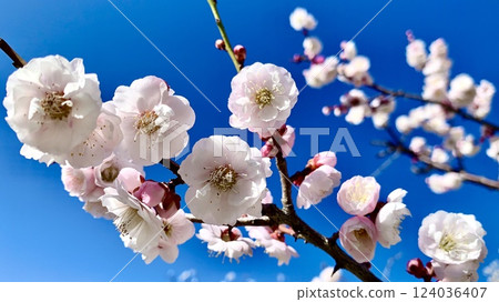 White plum blossoms in full bloom against the blue sky (as you wish) (Minami Park "Aoi Plum Grove" / Okazaki City, Aichi Prefecture) White plum blossoms in full bloom against the blue sky (as you wish) (Minami Park "Aoi Plum Grove" / Okazaki City, Aichi Prefecture) 124036407
