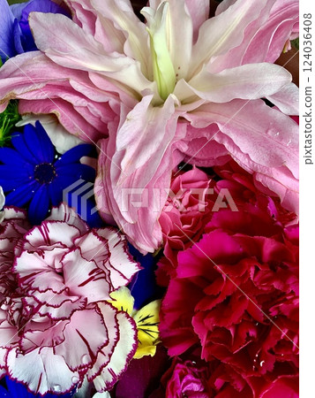 3月的五彩繽紛的鮮花噴泉(百合、康乃馨、瓜葉菊)(菅尾神社/愛知縣岡崎市) 3月的五彩繽紛的鮮花噴泉(百合、康乃馨、瓜葉菊)(菅尾神社/愛知縣岡崎市) 124036408