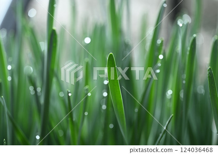 早春水仙花（水仙）[背景資料] 124036468