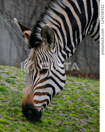 portrait of a zebra on a blurred background 124036582