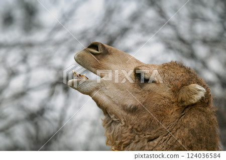 Portrait of a Camel on a blurred background 124036584