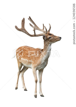 male european fallow deer isolated on white background male european fallow deer isolated on white background 124036586