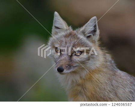 portrait corsac fox on blurred background 124036587