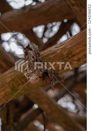 Ise Omata Rikyuin Park Plum Garden 124036652