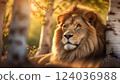 lion is in spring birch trees, white birch trees around the lion, leo relax, big cat resting in park at spring, portrait of king of animals 124036988