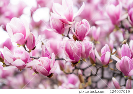 Pink Magnolia Blossoms on Tree Branches 124037019